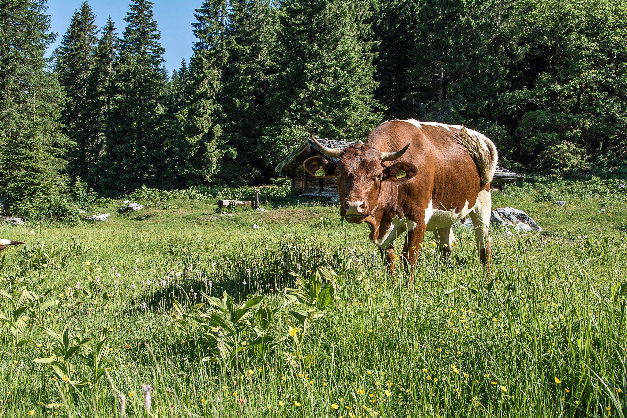 Eine Pinzgauer auf der Mittereisalm
