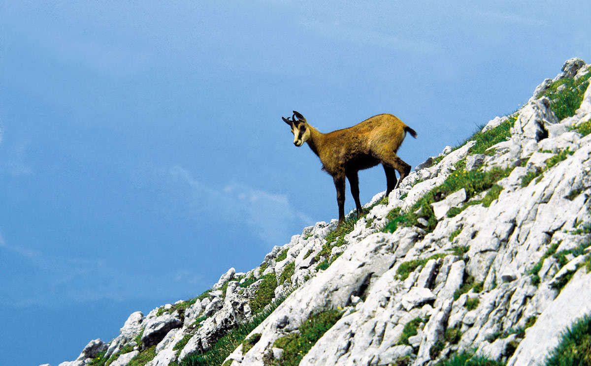 Gams im Nationalpark Berchtesgaden