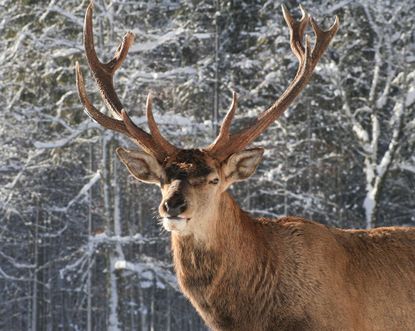 Rothirsch im Nationalpark Berchtesgaden
