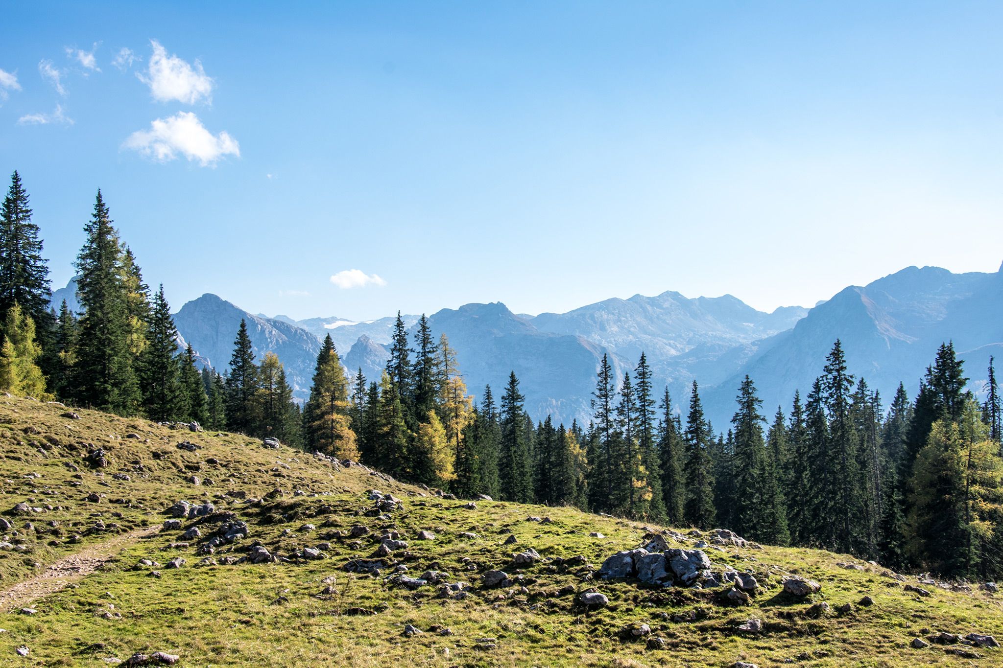Lärchen im Nationalpark