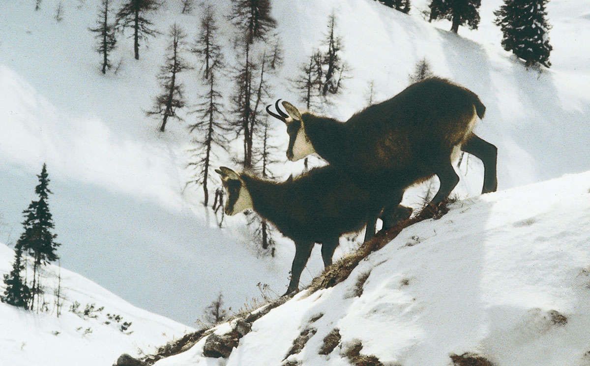 Gämse mit einer vollverfärbten Winterdecke