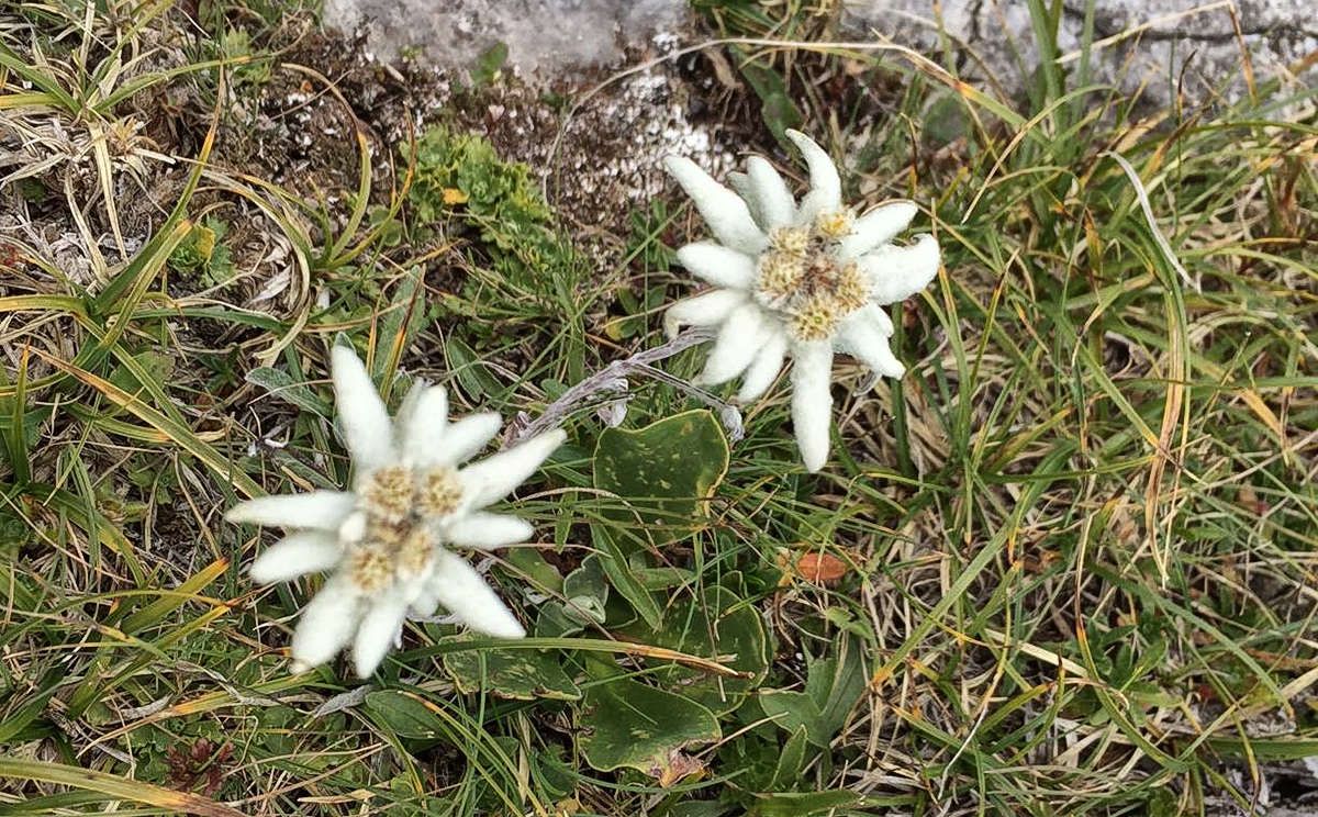 Das Edelweiß: Die symbolträchtigste aller Alpenblumen