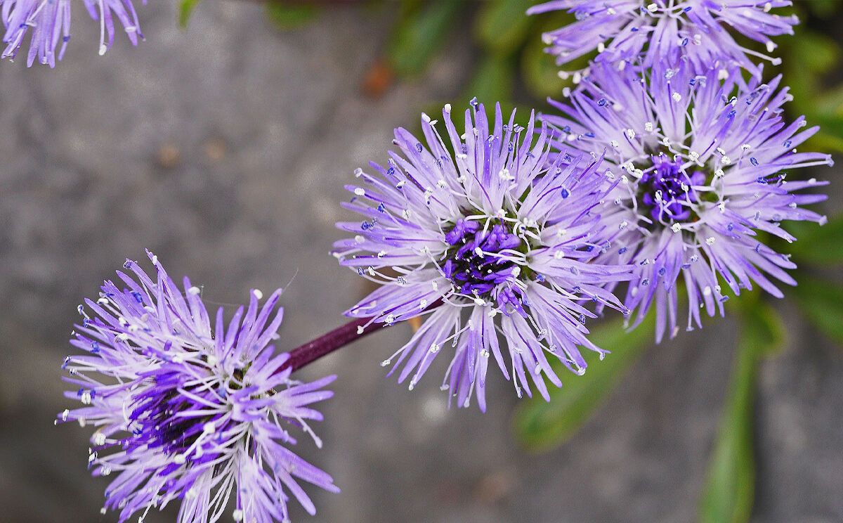Herzblättrige Kukgelblume