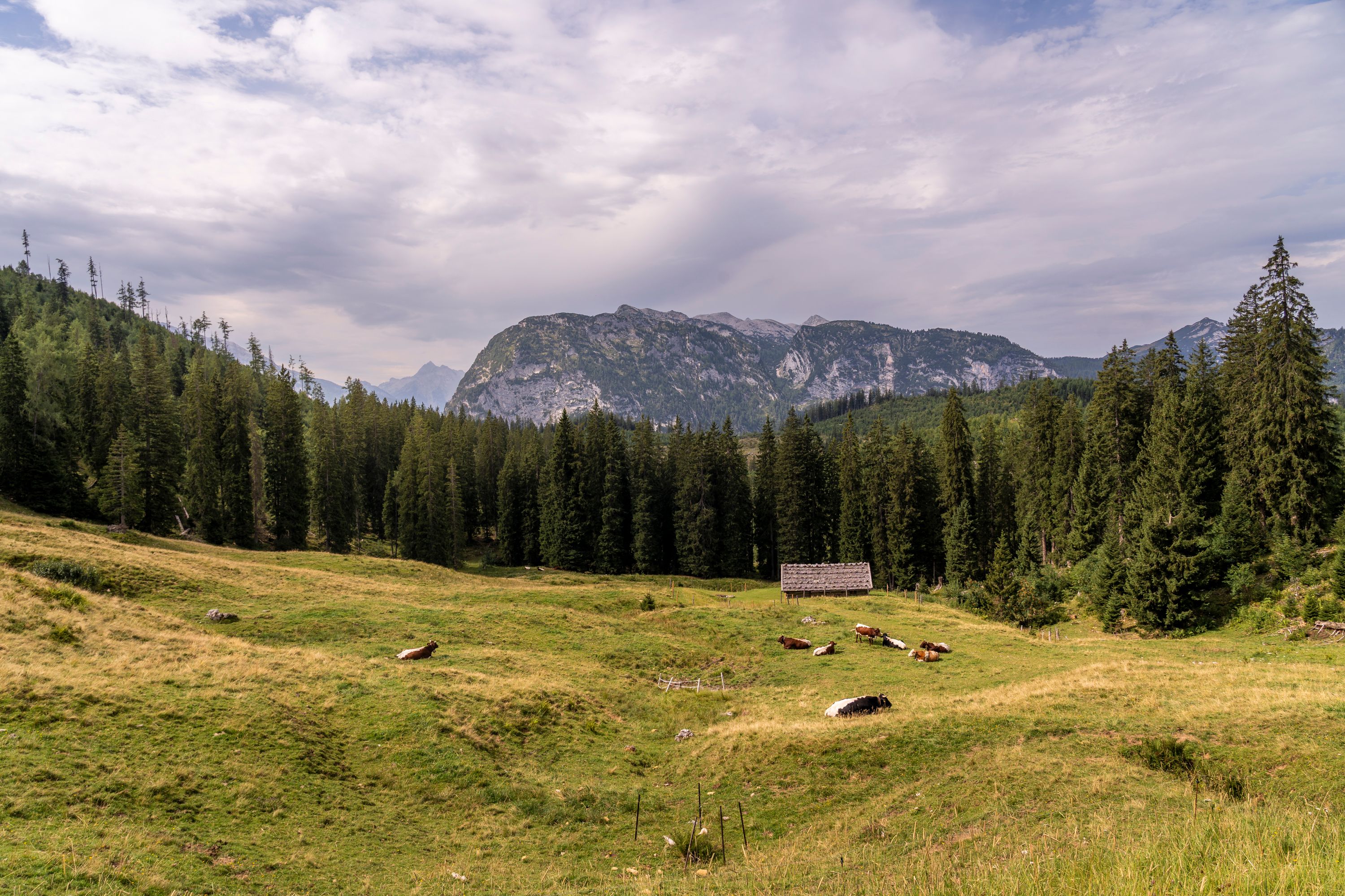 Blick über die Lattenbergalm zur Reiter Alm. links hinten das Birnhorn (Leoganger Steinberge)