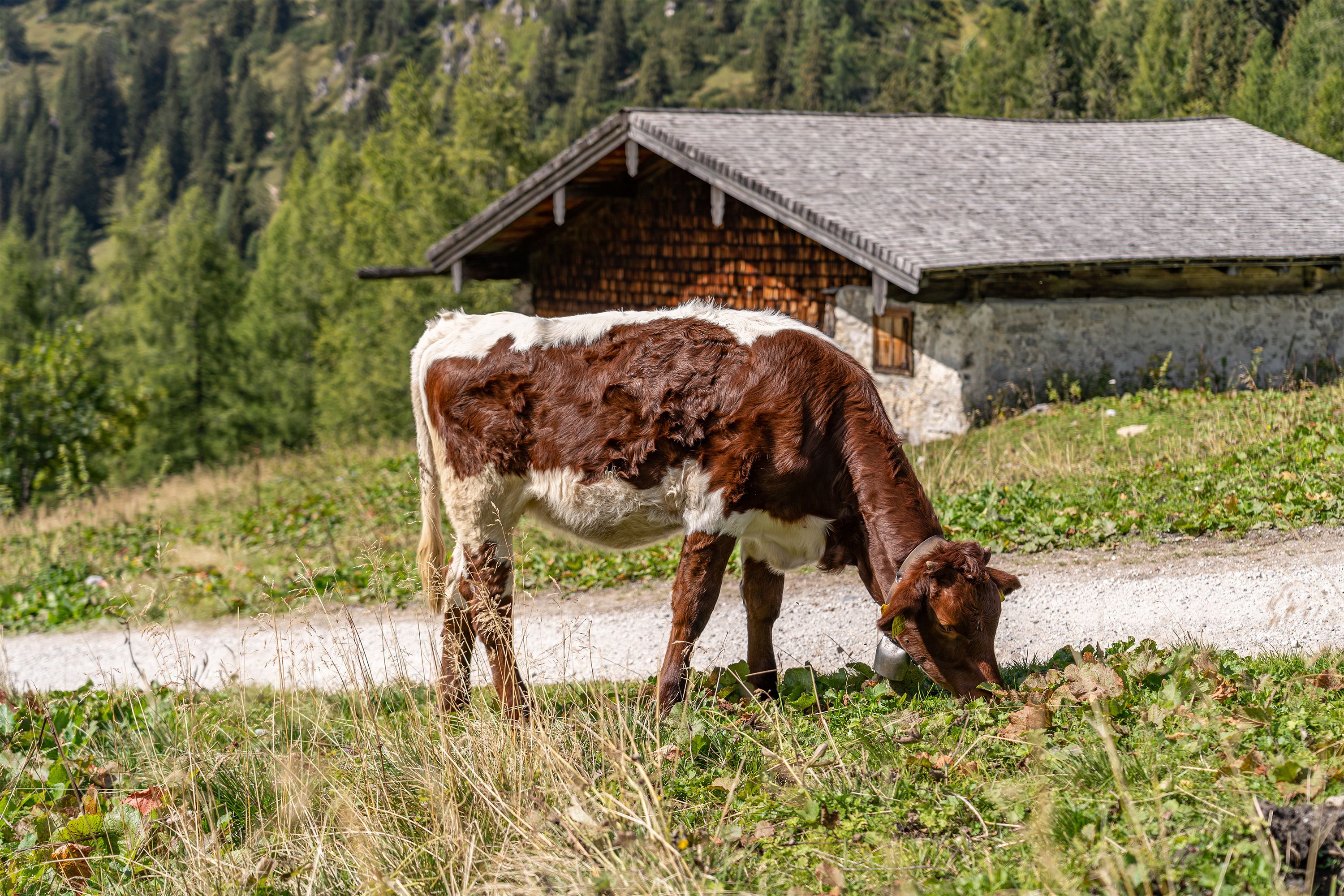 Pinzgauer Kalb auf der Königsbergalm
