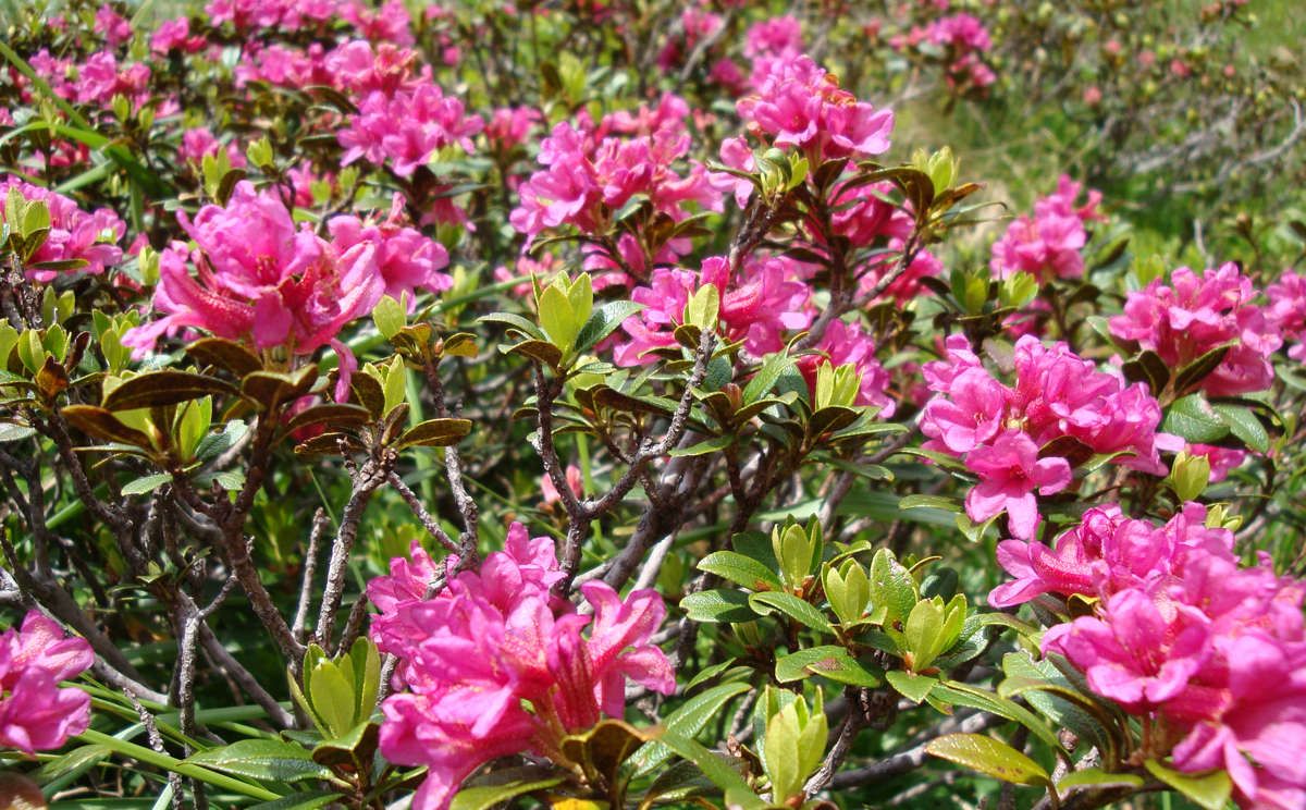 Almrausch im Nationalpark Berchtesgaden
