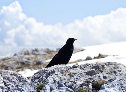 Alpendohle am Hohen Brett