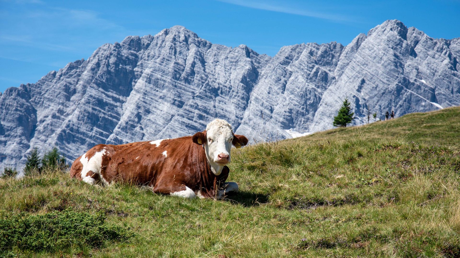 Gotzenalm, im Hintergrund die Watzmann Ostwand