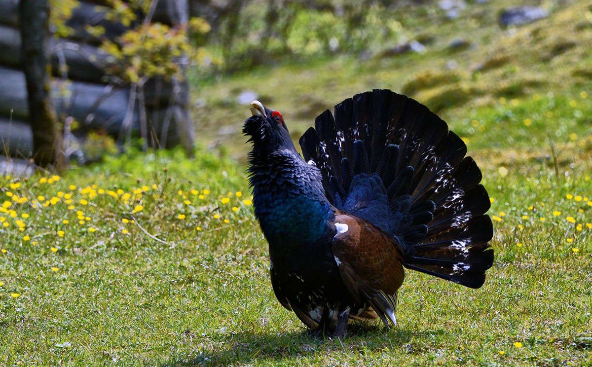 Auerhahn im Nationalpark Berchtesgaden