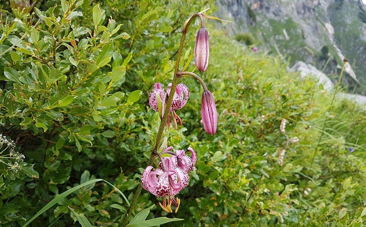 Türkenbund-Lilie