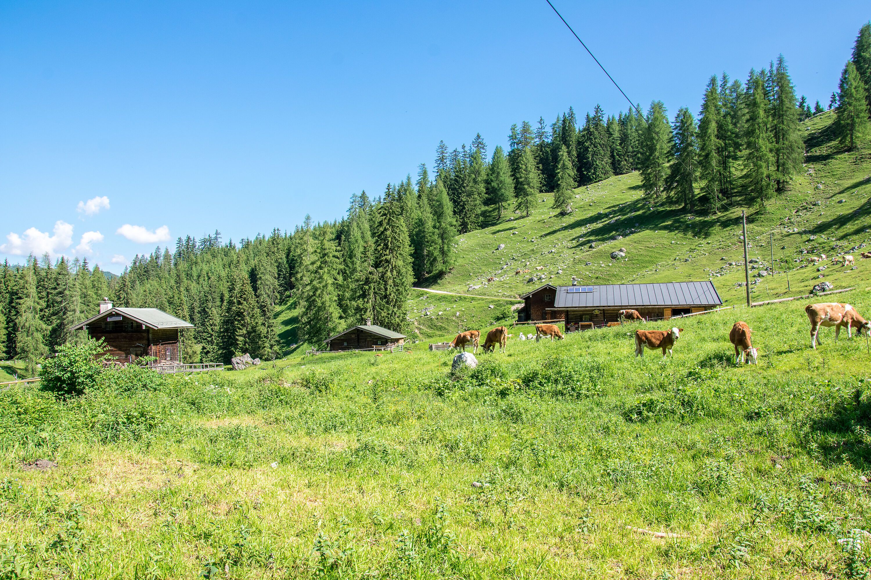 Auf der Gotzentalalm