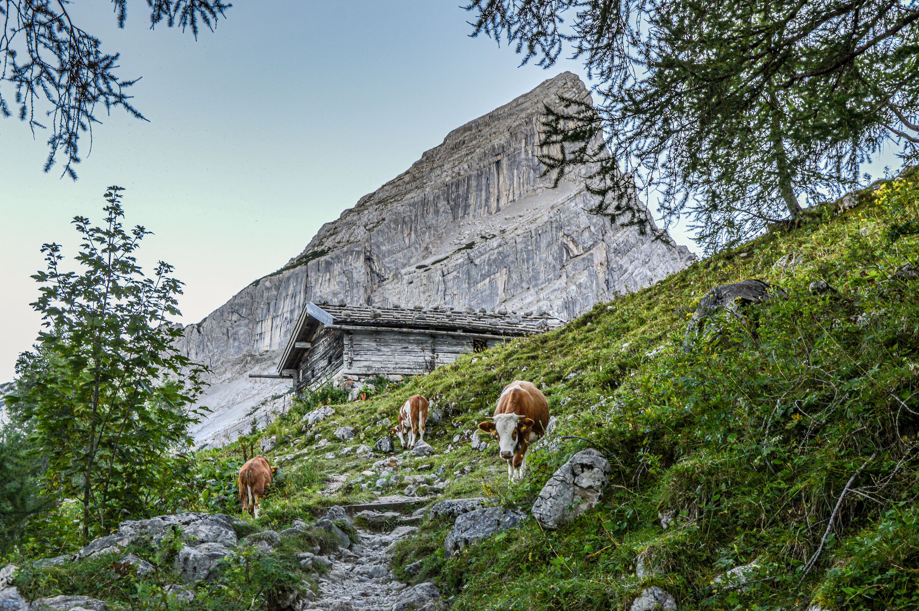 Über die Falzalm zum Watzmannhaus