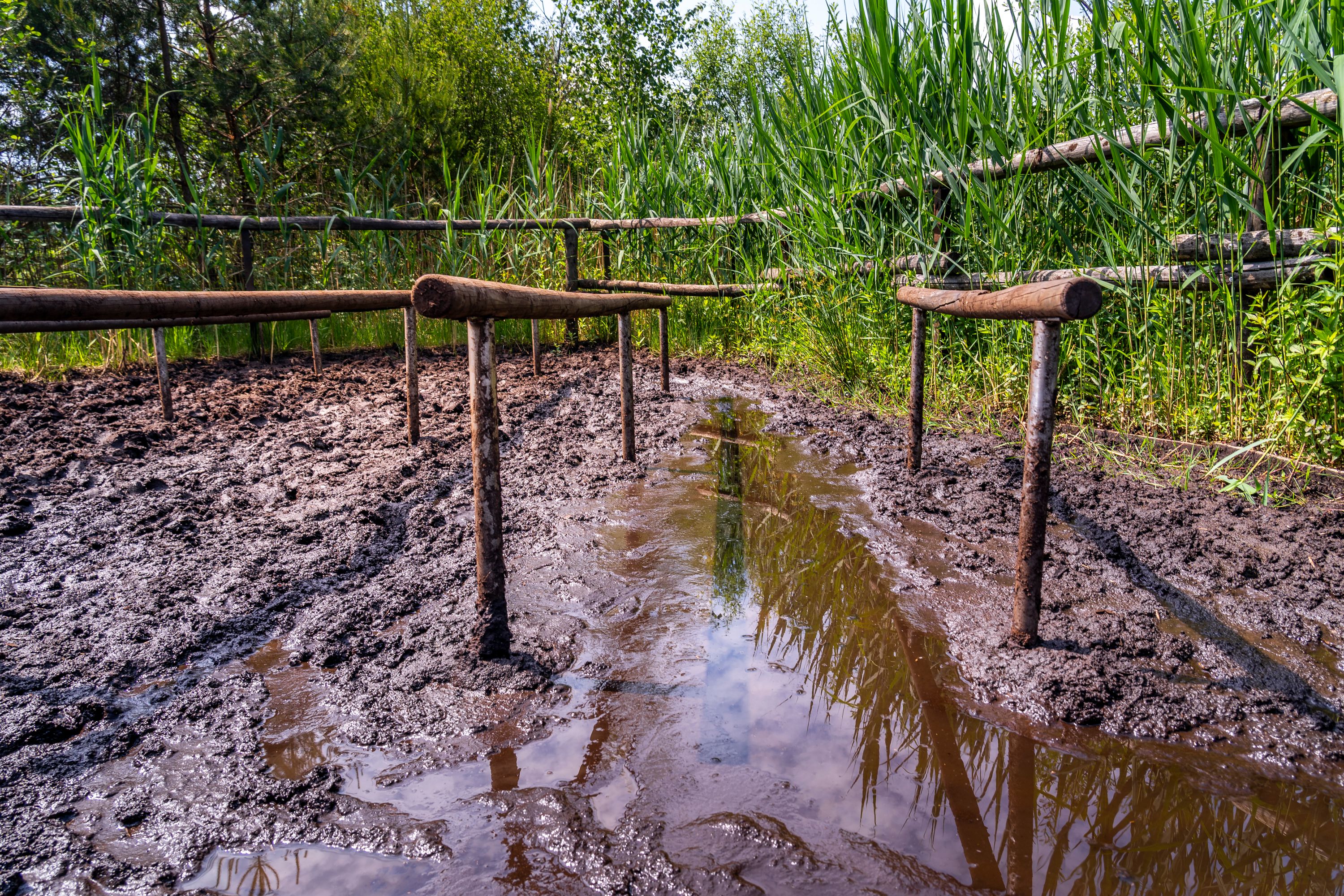Moorbad im Ainringer Moor 