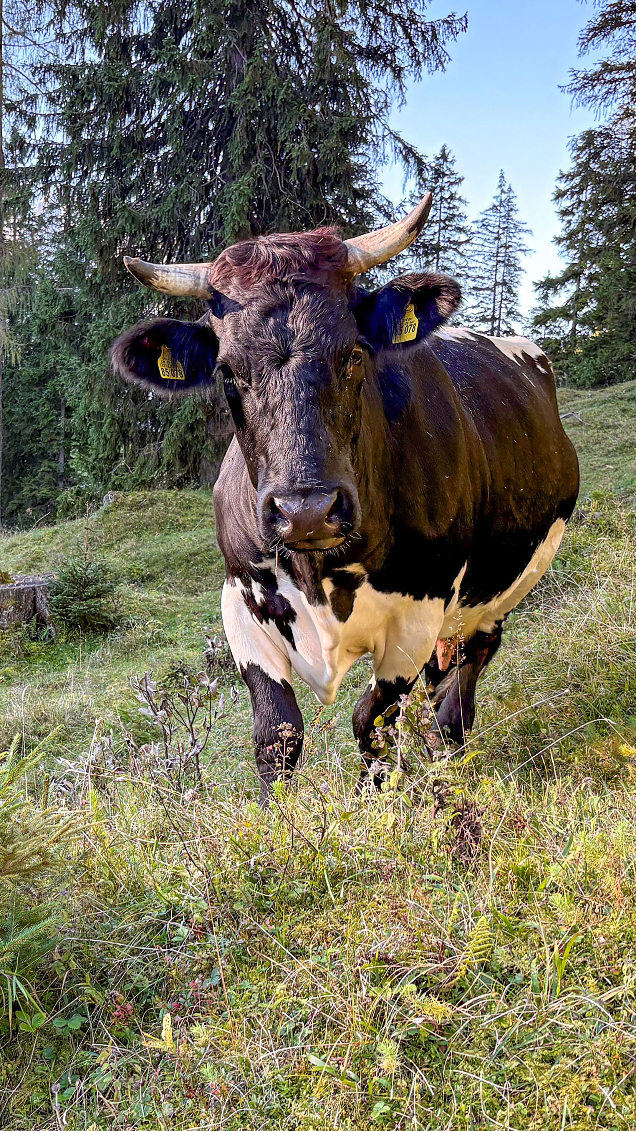 Pinzgauer Kuh im Lattengebirge