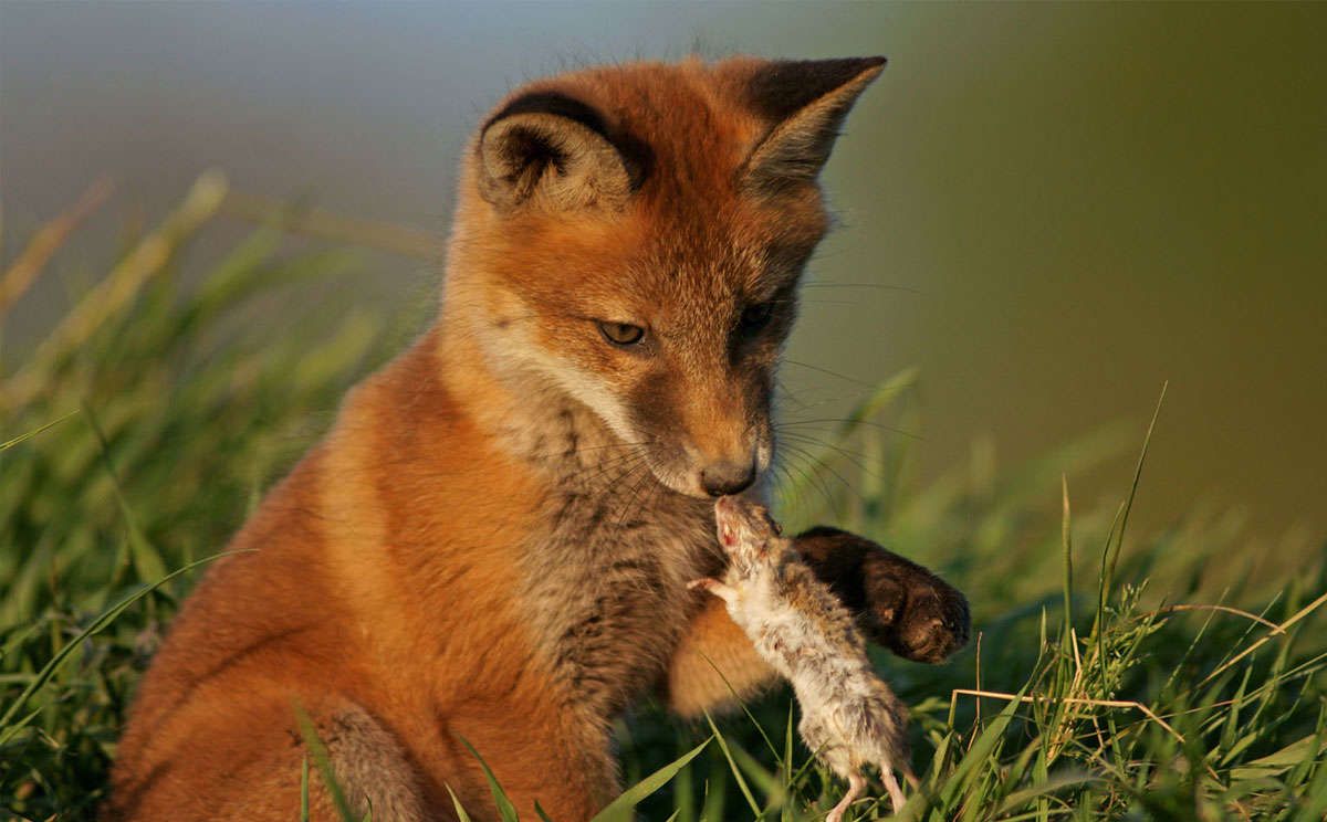 Ein Fuchswelpe mit einer Maus als Beute