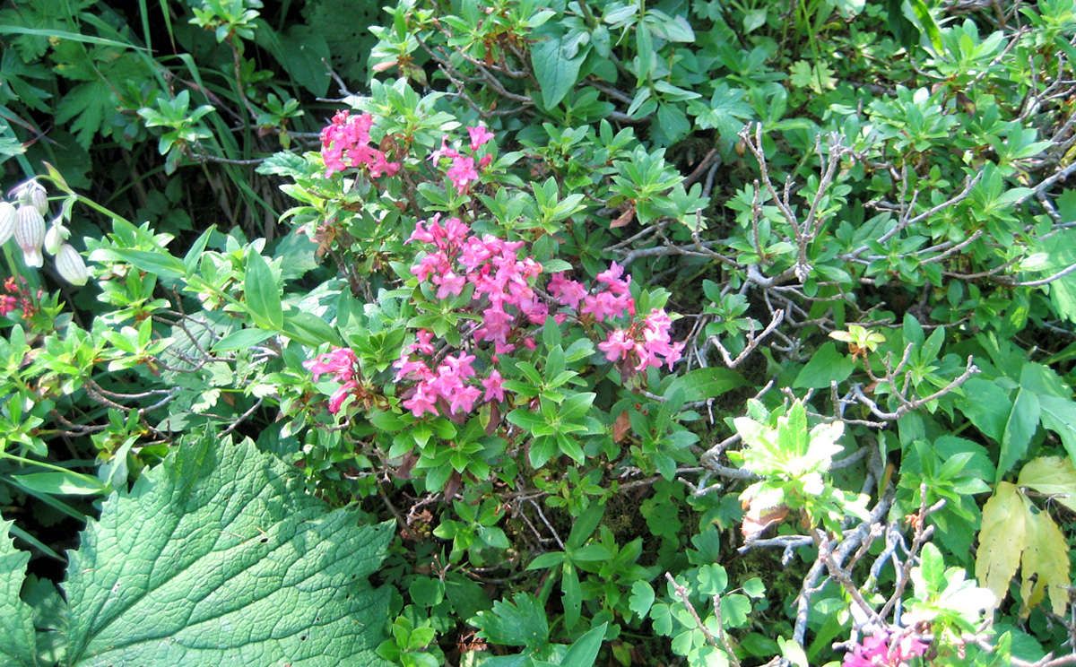 Die bewimpelte Alpenrose: der Almrausch