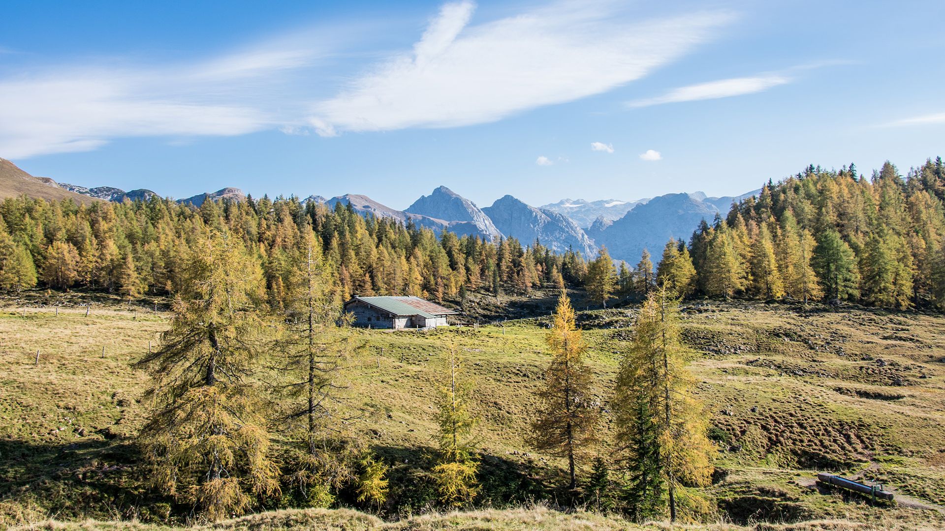 Lärchen im Nationalpark