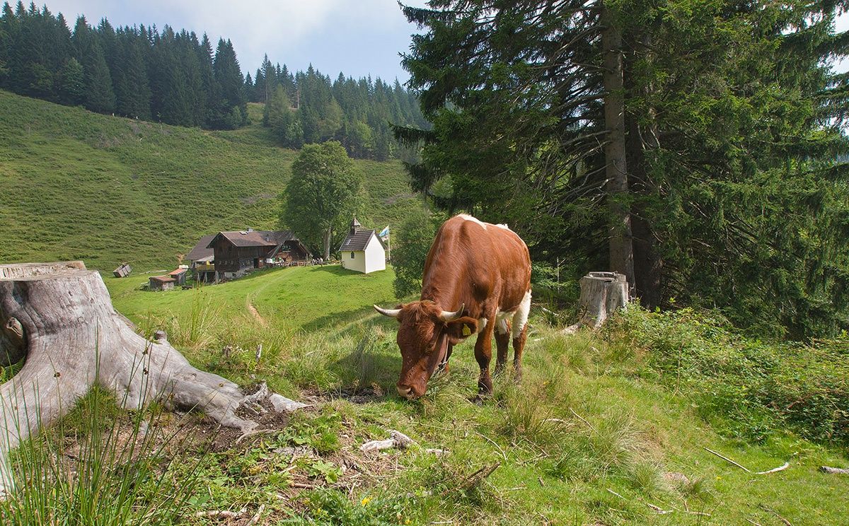Steiner Alm