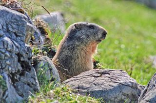 Bild zu Dem Murmeltier auf der Spur