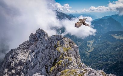 Bartgeier Wally kreist über dem Klausbachtal