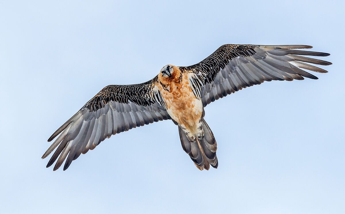 Überflug eines Bartgeiers