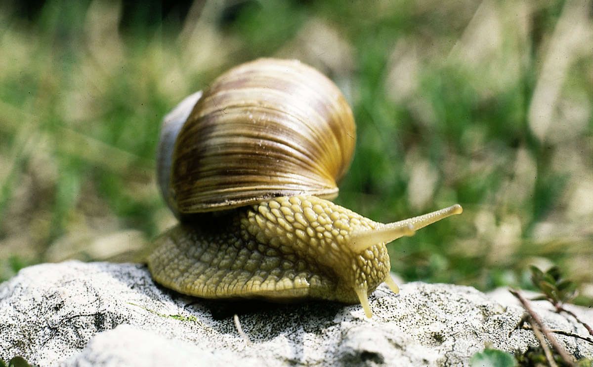 Weinbergschnecke
