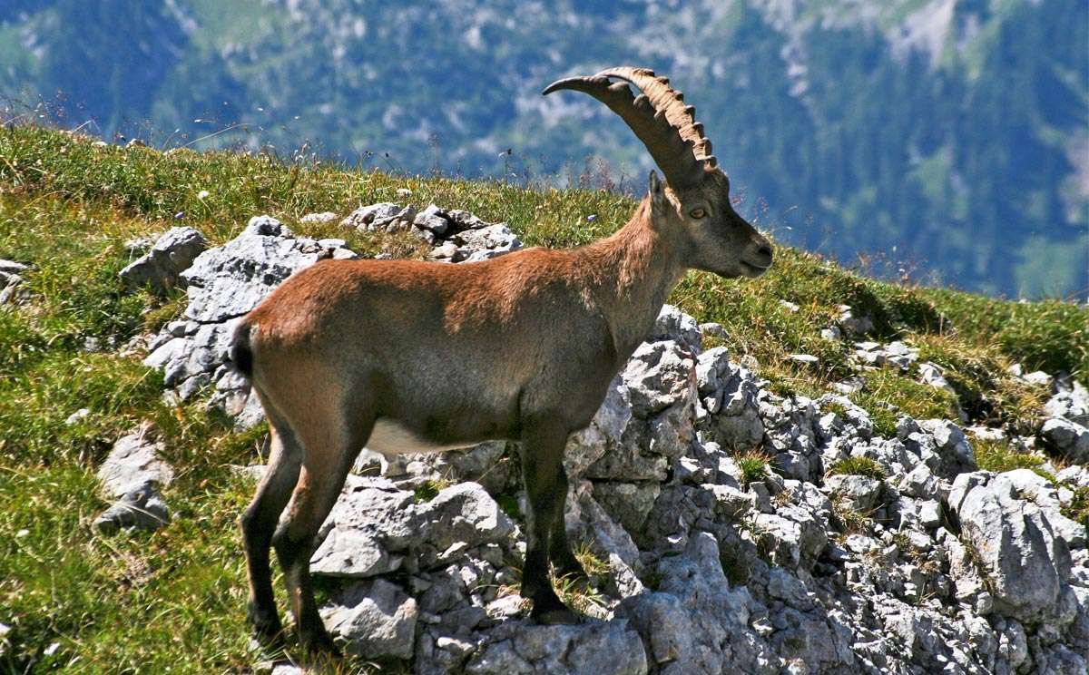 Steinbock im Hagengebirge 