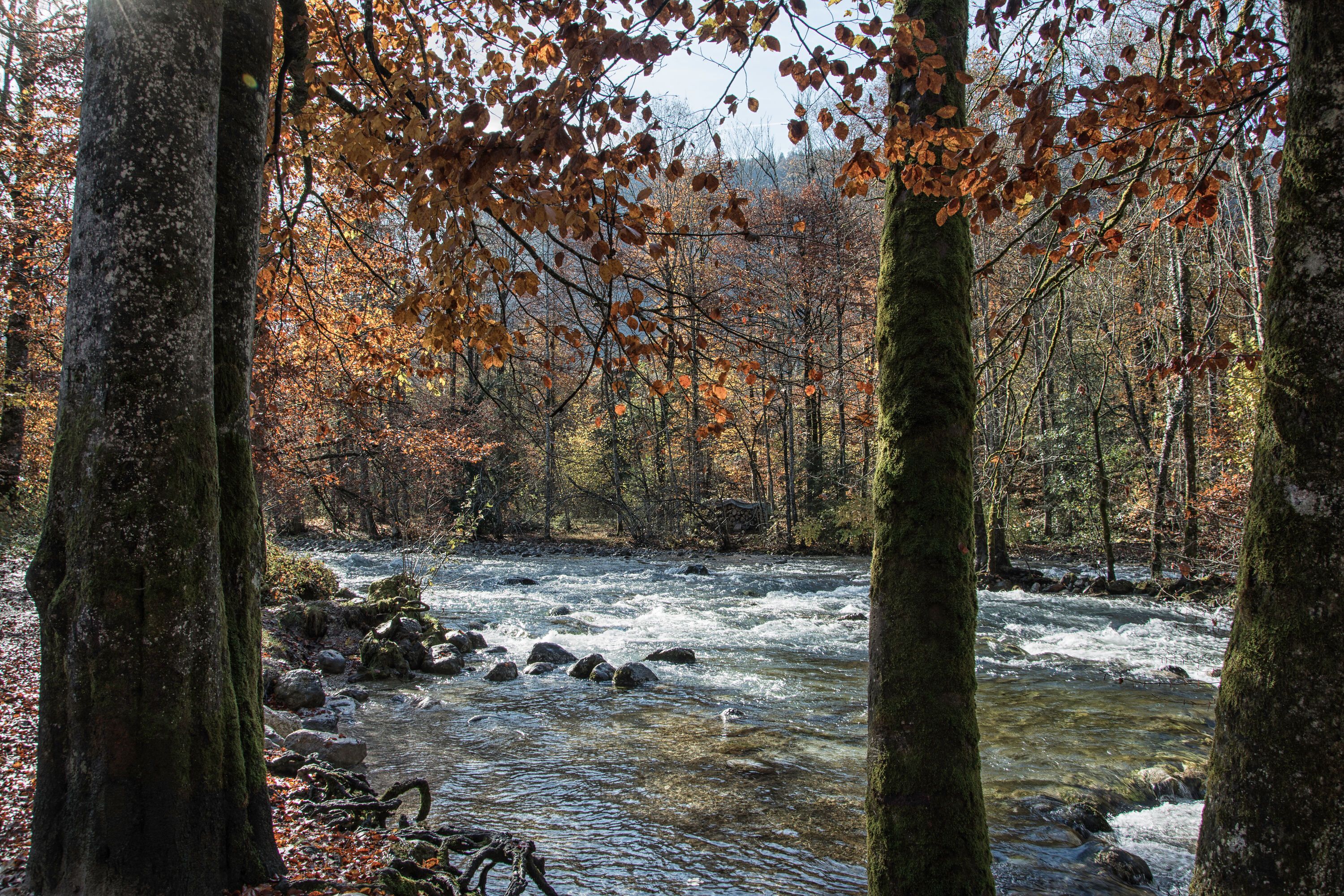 Herbst am Königsseer Fußweg