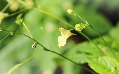 Das Große Springkraut