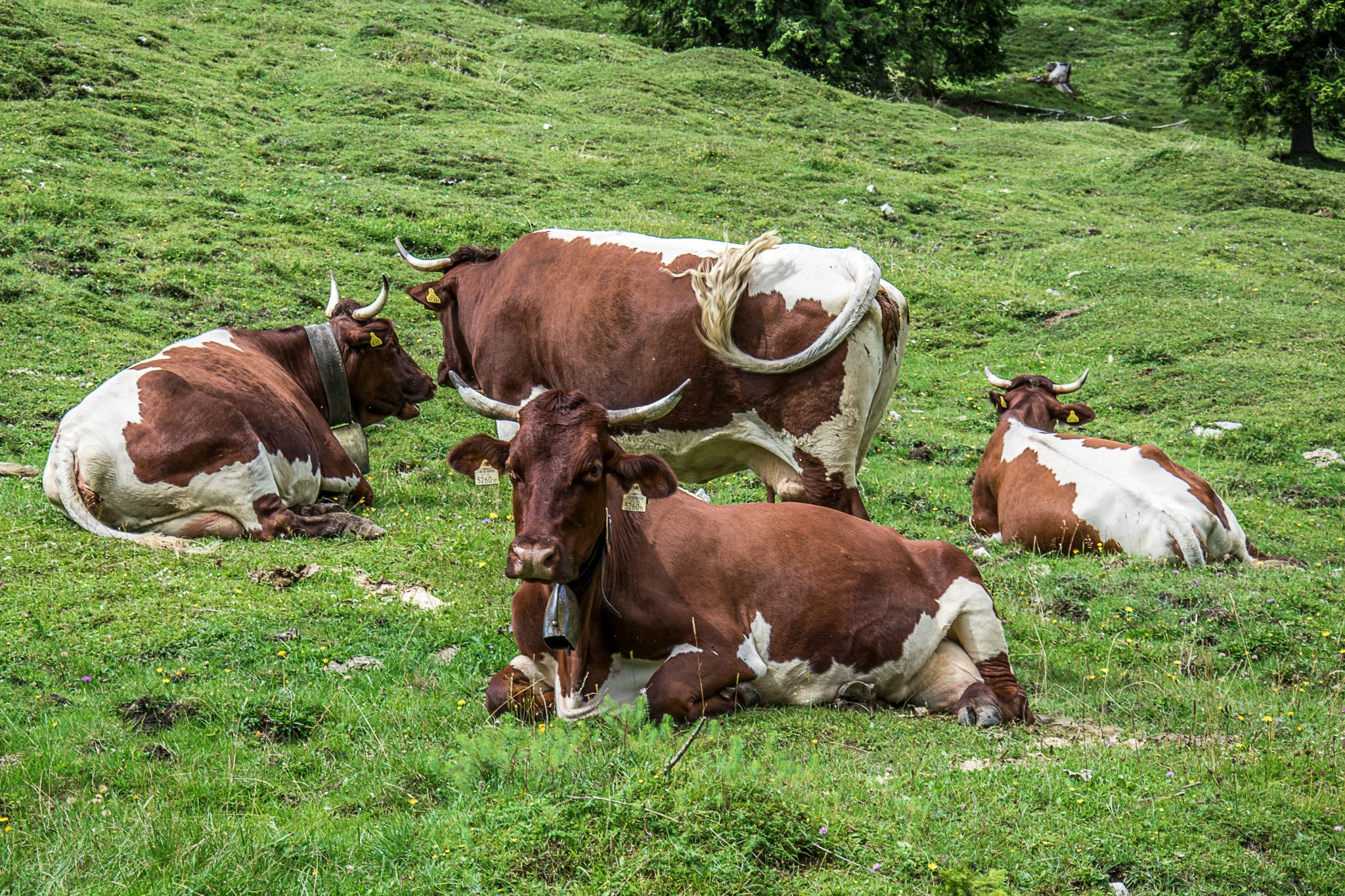 Pinzgauer Kühe auf der Mordaualm