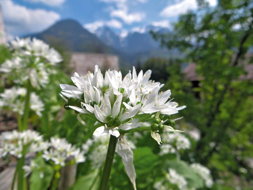 Bild zu Kräuter aus der Natur - Marktschellenberg