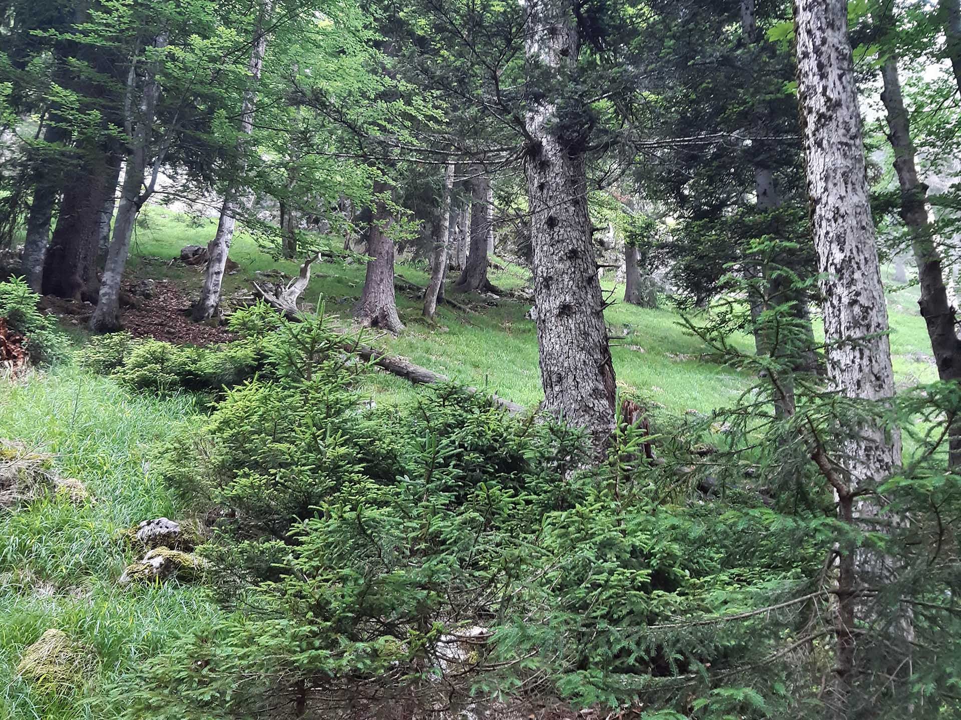 Bild zu Der Stadt- & Schutzwald am Müllnerberg