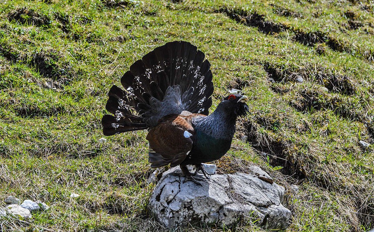 Ein Auerhahn in ganzer Pracht