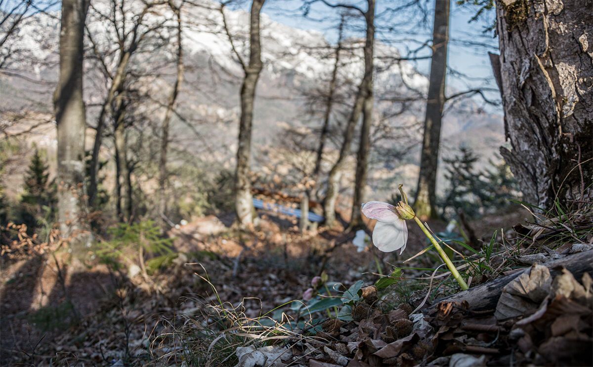 Schneerose in lichten Mischwäldern