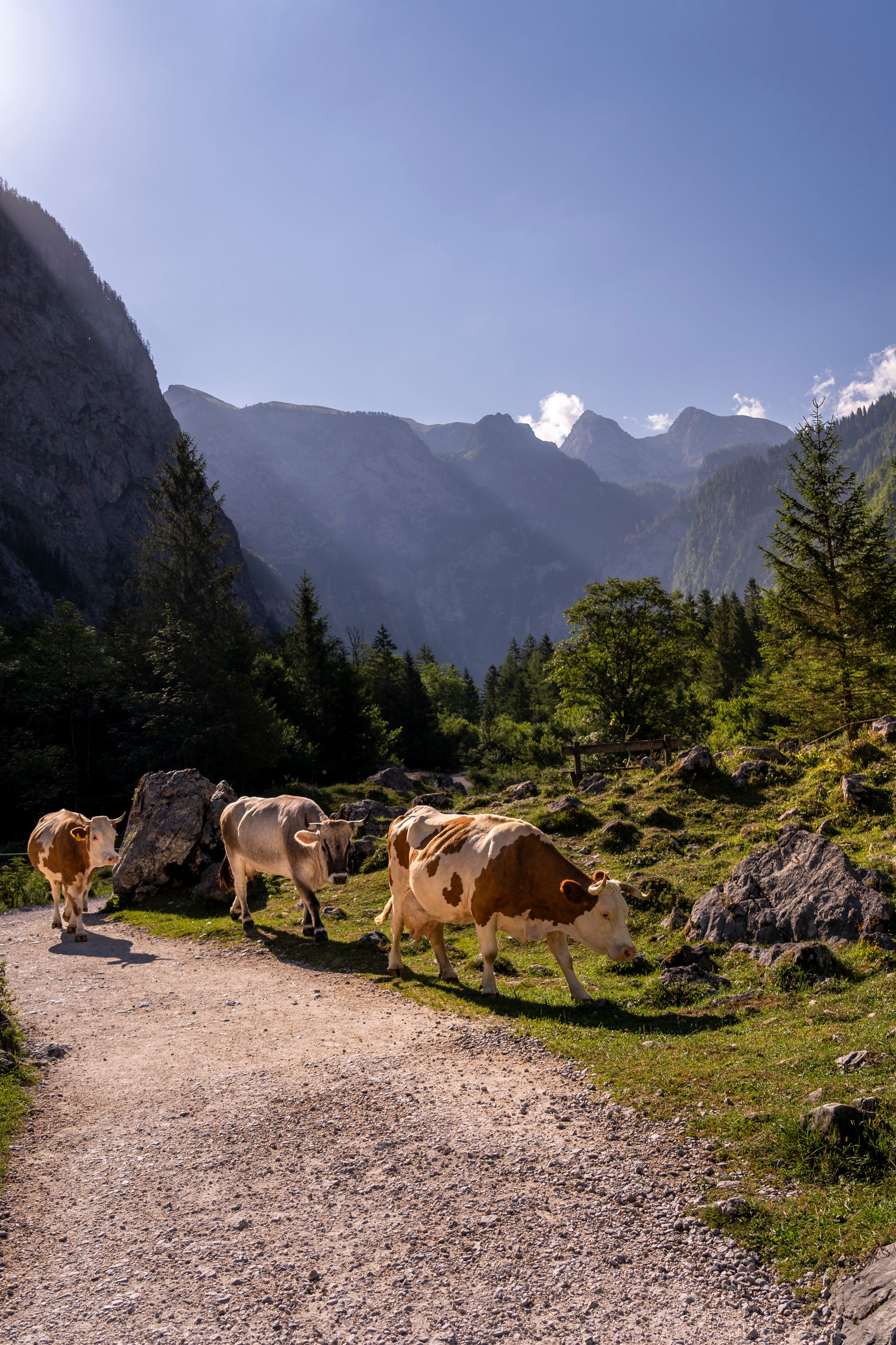 Cows on their way to Obersee
